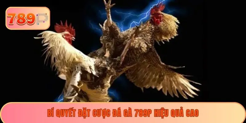 Bí quyết đặt cược đá gà 789P hiệu quả cao